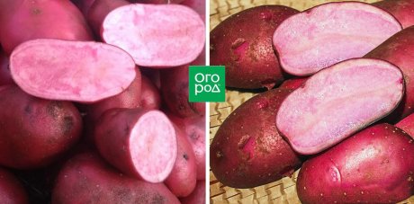 Купить клубни картофеля с красной кожурой с доставкой в Москве, России | интернет-магазин Беккер
